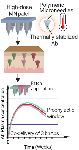 Images of High-dose MN patch, Polymeric Micro-needles, Patch application, Prophylactic